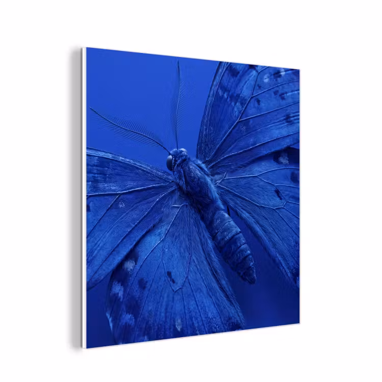Forex - Blauwe vlinder - Insect — 1