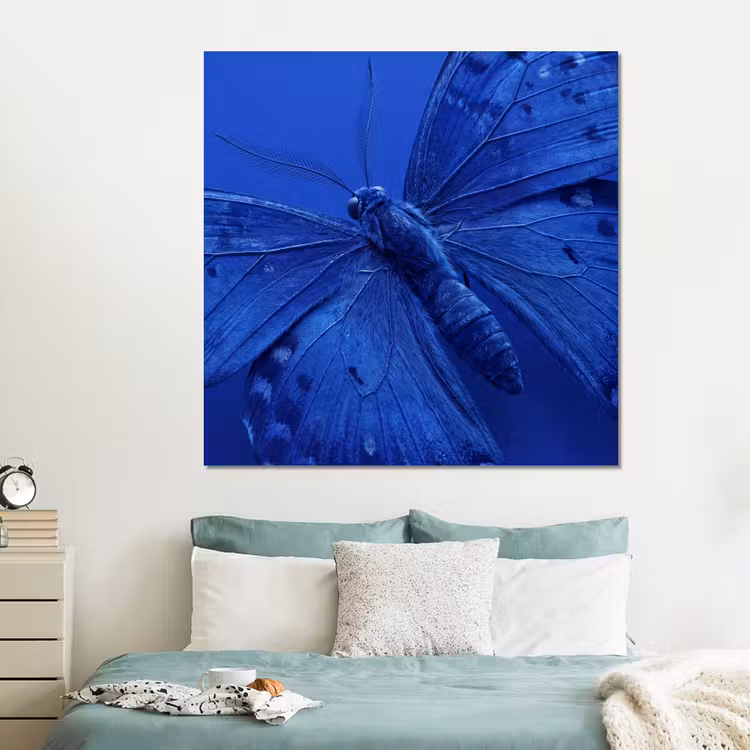 Forex - Blauwe vlinder - Insect — 2