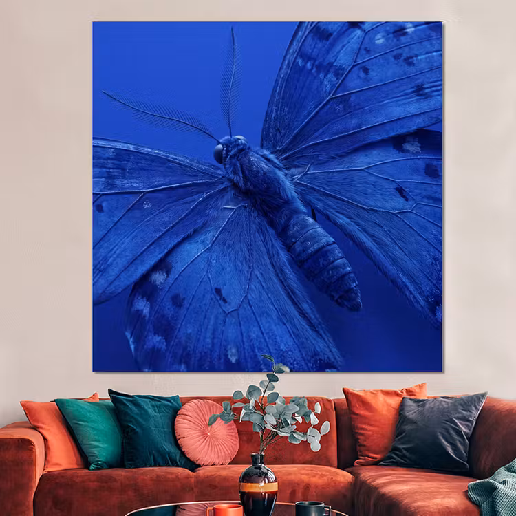 Forex - Blauwe vlinder - Insect — 3