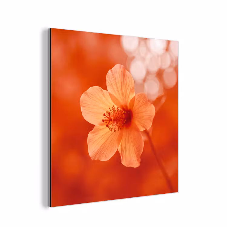 Aluminium schilderij - Oranje bloem - Macro — 1