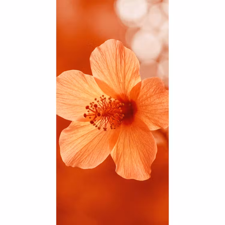 Behang - Oranje bloem - Macro — 2