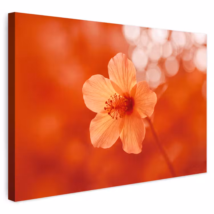 Buiten canvas - Oranje bloem - Macro — 1