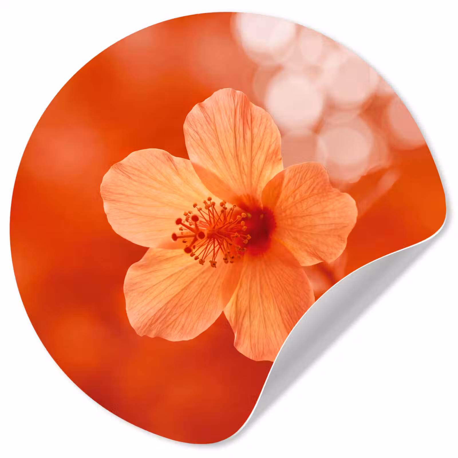 Behangcirkel - Oranje bloem - Macro — 1