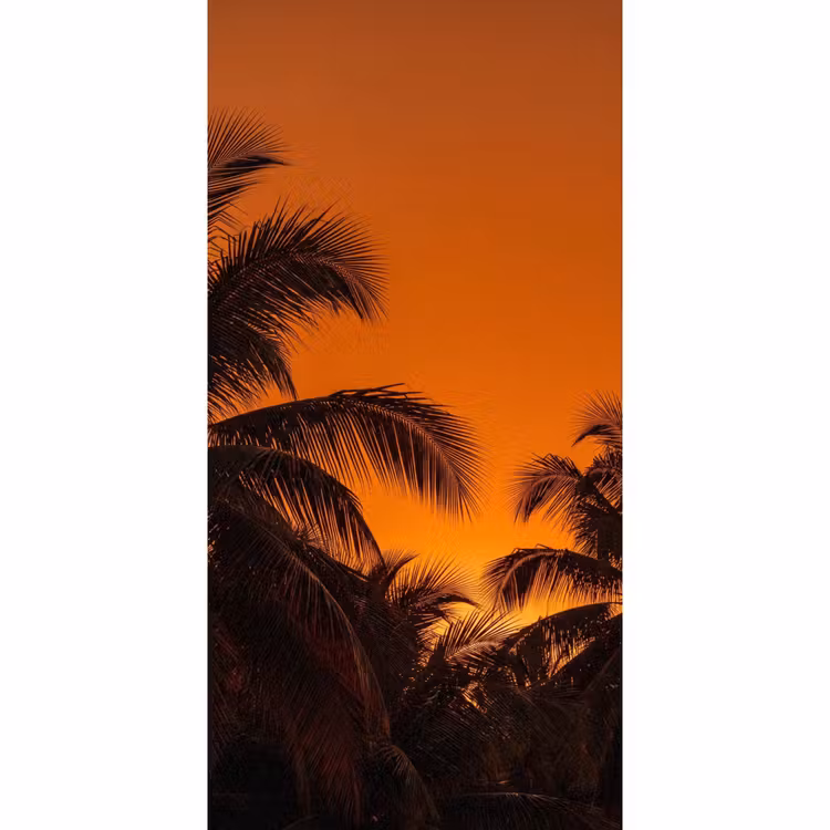 Behang - Palmen - Zonsondergang - Oranje — 2