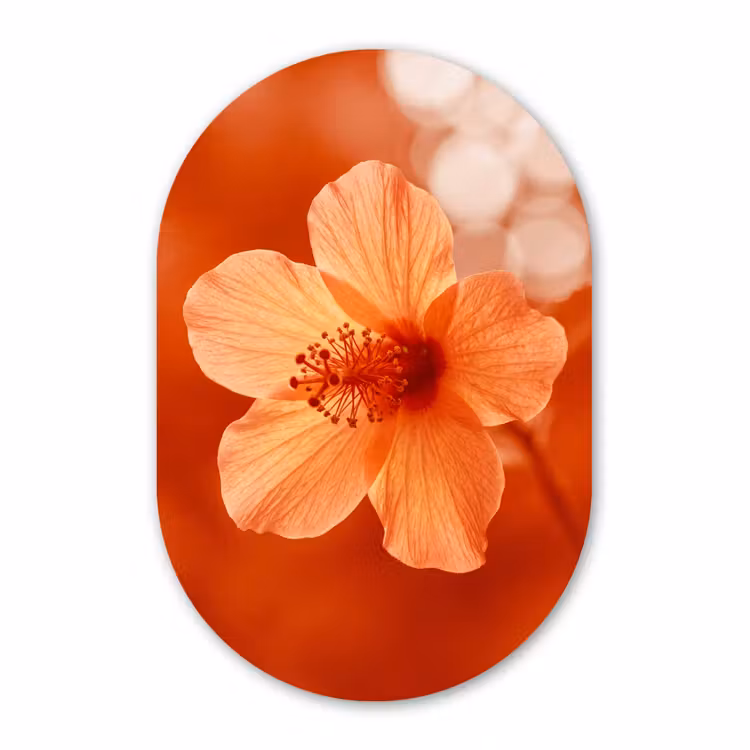 Muurovaal - Glas - Oranje bloem - Macro — 1