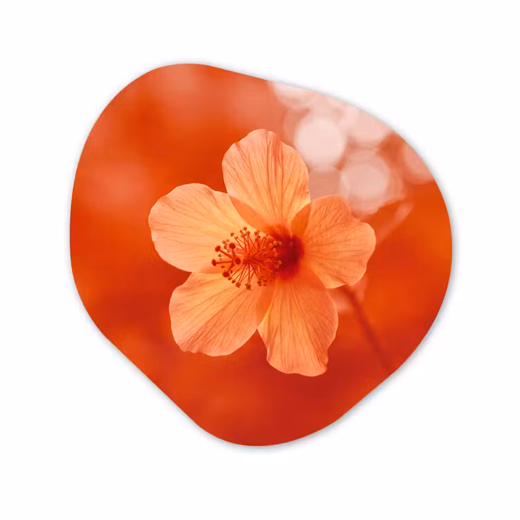 Organisch schilderij - Glas - Oranje bloem - Macro — 1
