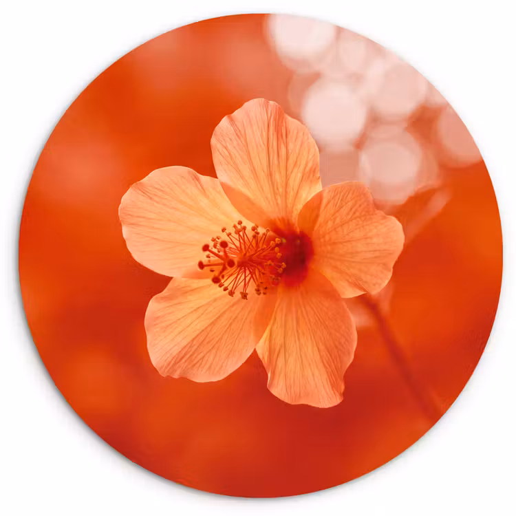 Muurcirkel - Oranje bloem - Macro — 1