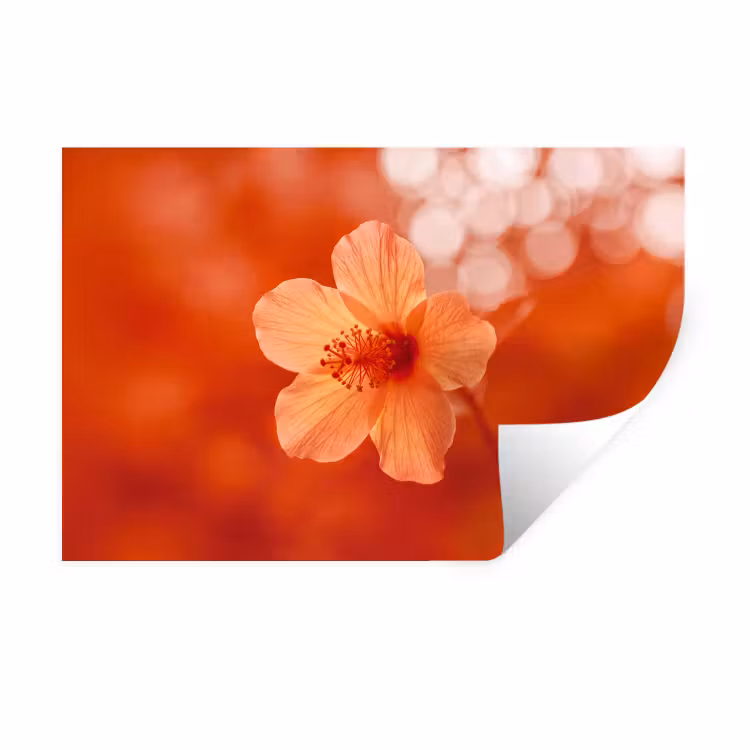 Muursticker - Oranje bloem - Macro — 1