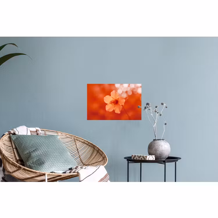 Muursticker - Oranje bloem - Macro — 4