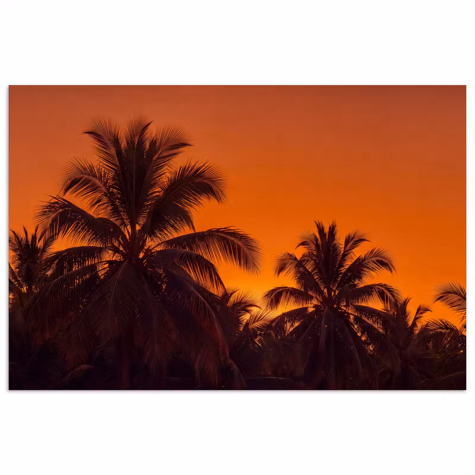 Poster - Palmen - Zonsondergang - Oranje — 1
