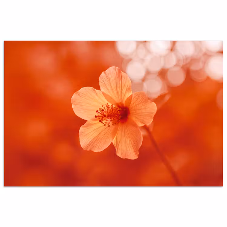 Poster - Oranje bloem - Macro — 1