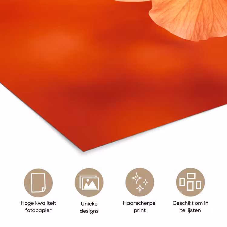 Poster - Oranje bloem - Macro — 5