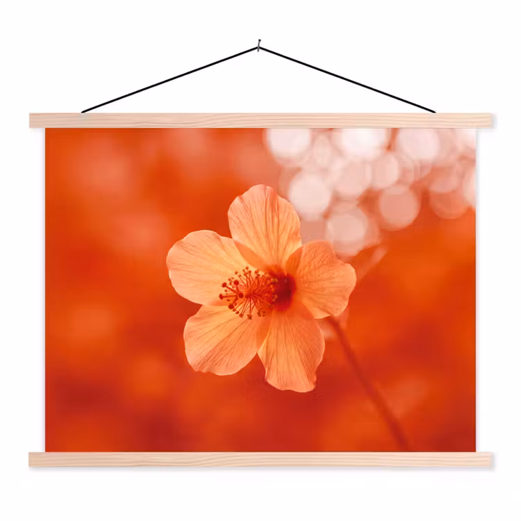 Schoolplaat - Oranje bloem - Macro — 1