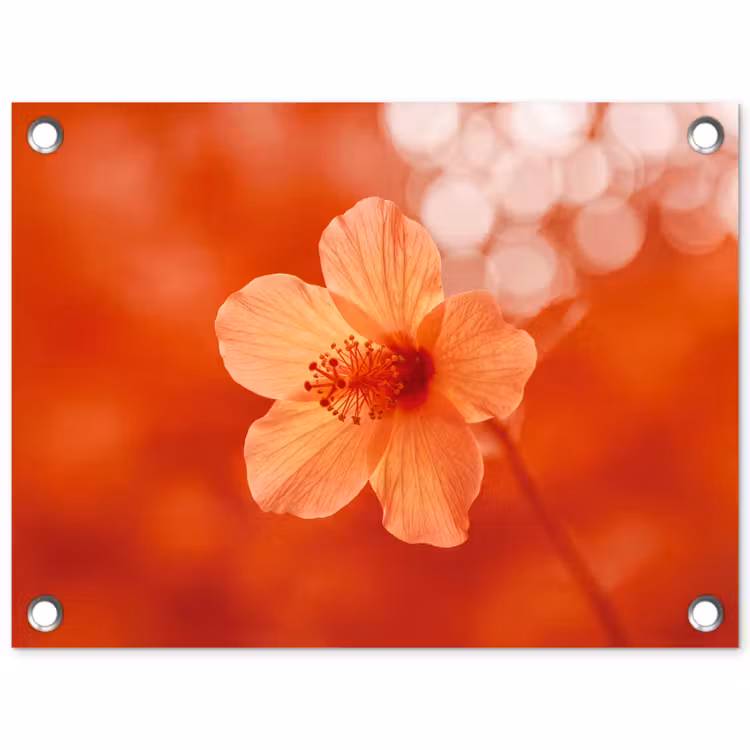 Tuinposter - Oranje bloem - Macro — 1