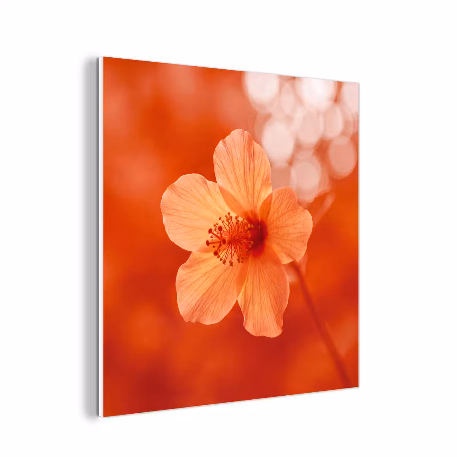 Forex - Oranje bloem - Macro — 1