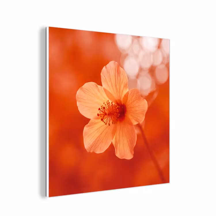 Forex - Oranje bloem - Macro — 1