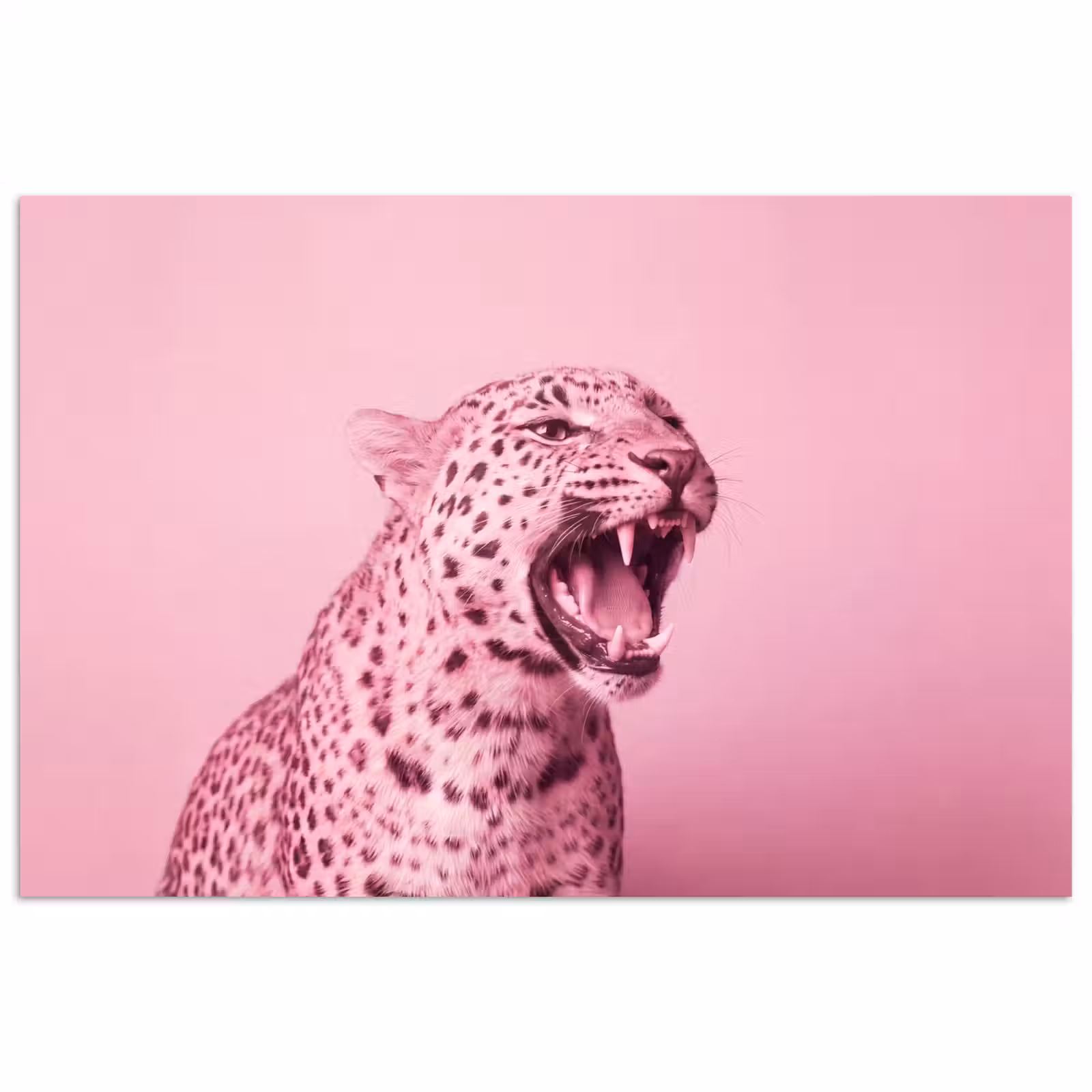 Poster - Roze kat - Modern — 1