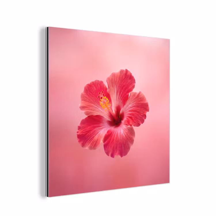 Aluminium schilderij - Rode bloem - Natuur — 1