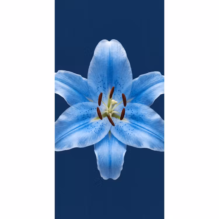 Behang - Blauwe lelie - Bloemen — 2