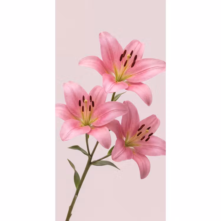 Behang - Bloemen - Zacht - Roze β 2