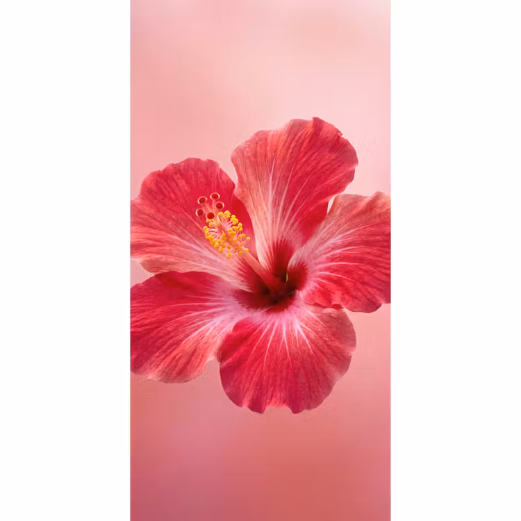 Behang - Rode bloem - Natuur β 2