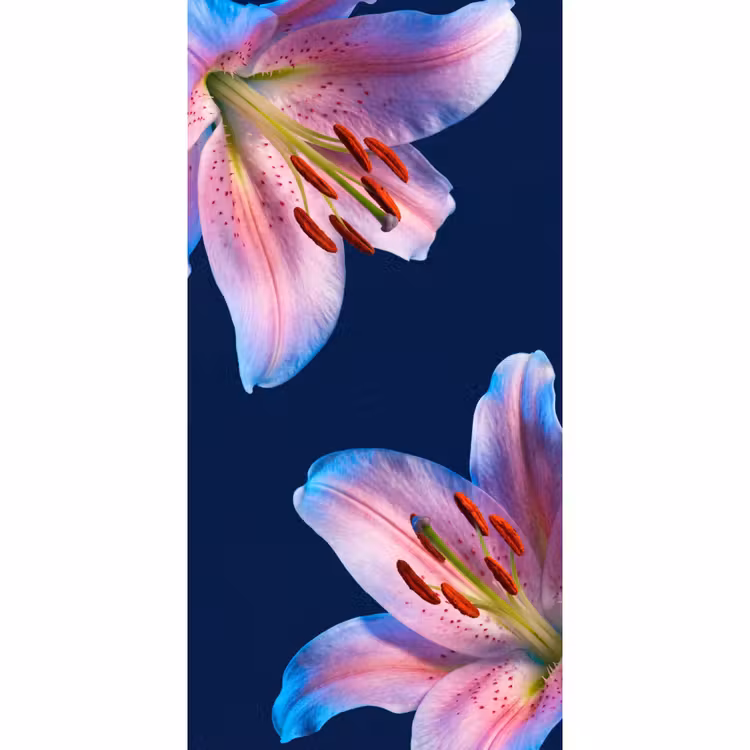Behang - Bloemen - Kleurrijk - Botanisch — 2