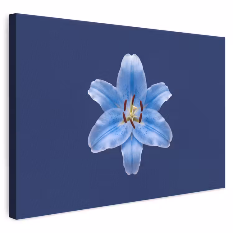 Canvas schilderij - Blauwe lelie - Bloemen — 1