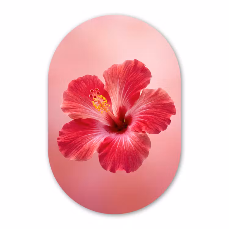 Muurovaal - Glas - Rode bloem - Natuur — 1