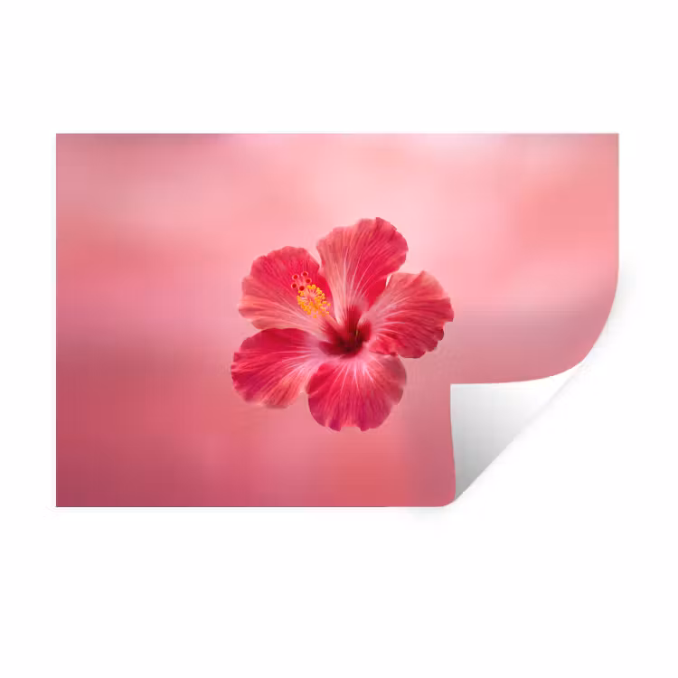 Muursticker - Rode bloem - Natuur — 1