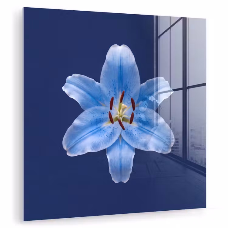 Glas schilderij - Blauwe lelie - Bloemen — 1