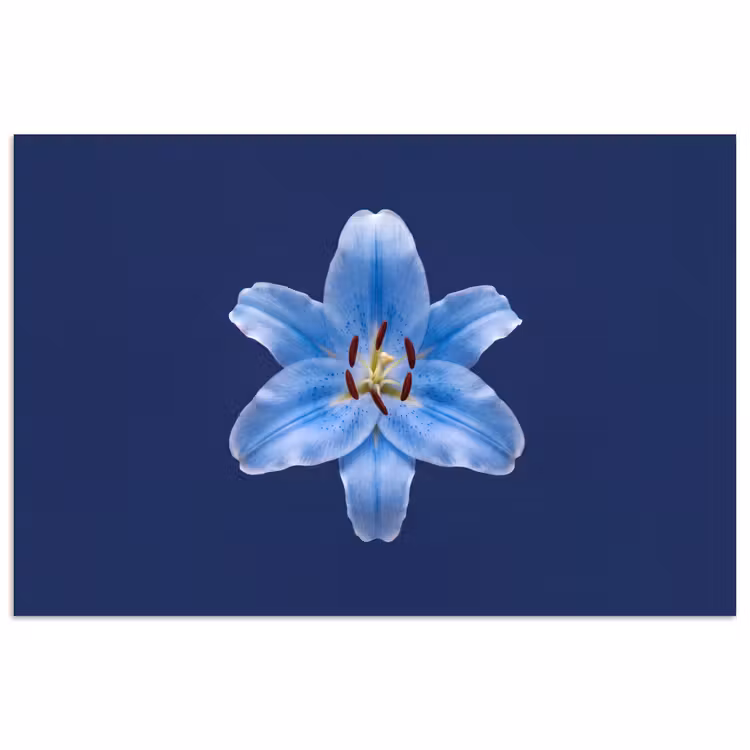Poster - Blauwe lelie - Bloemen — 1