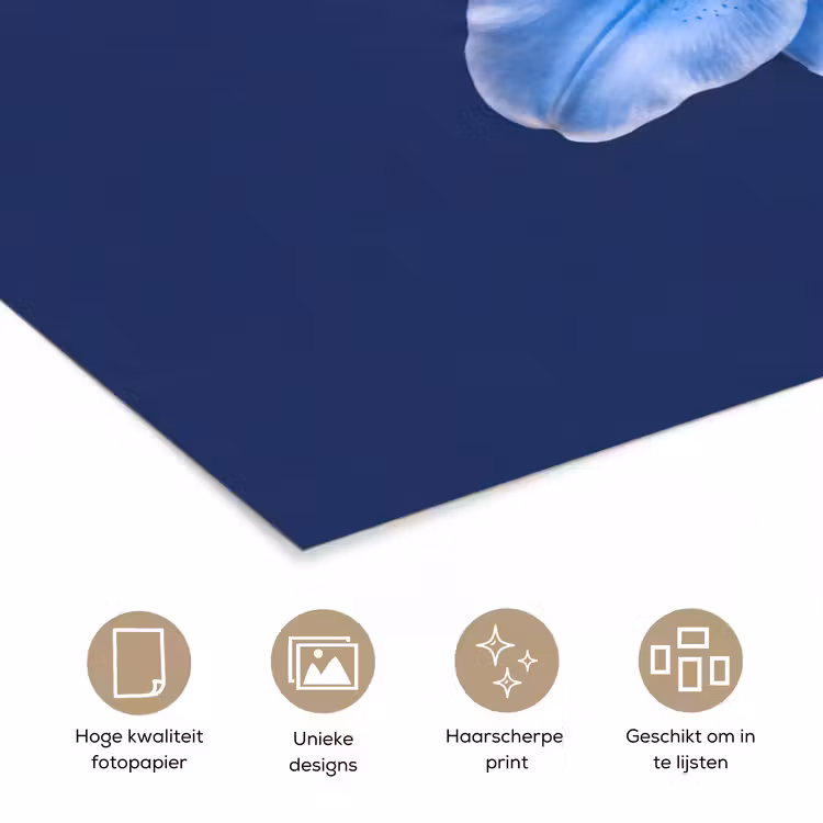 Poster - Blauwe lelie - Bloemen — 5