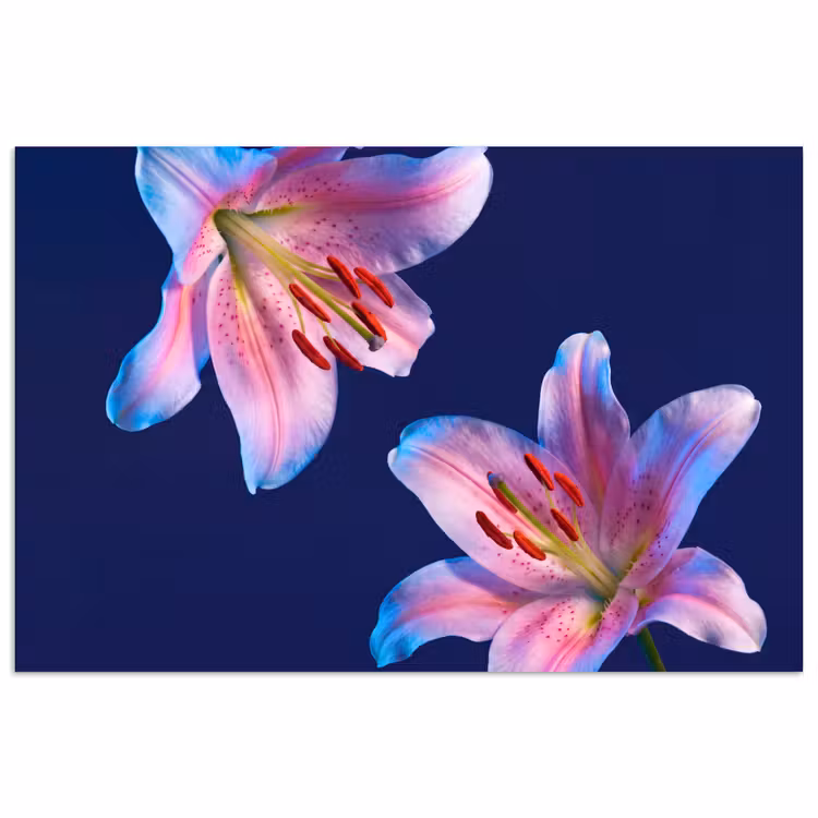Poster - Bloemen - Kleurrijk - Botanisch — 1