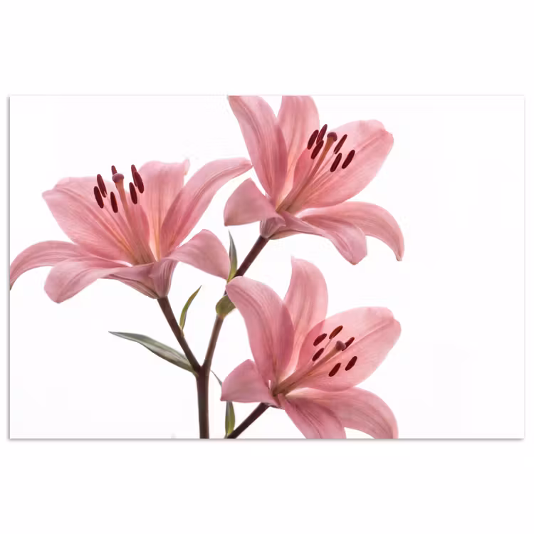 Poster - Bloemen - Zacht - Modern — 1