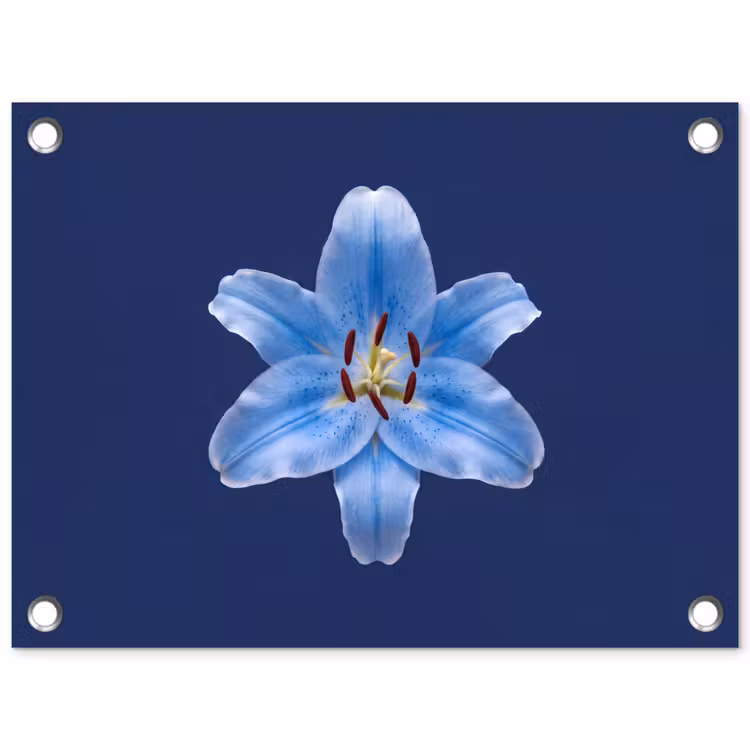 Tuinposter - Blauwe lelie - Bloemen — 1