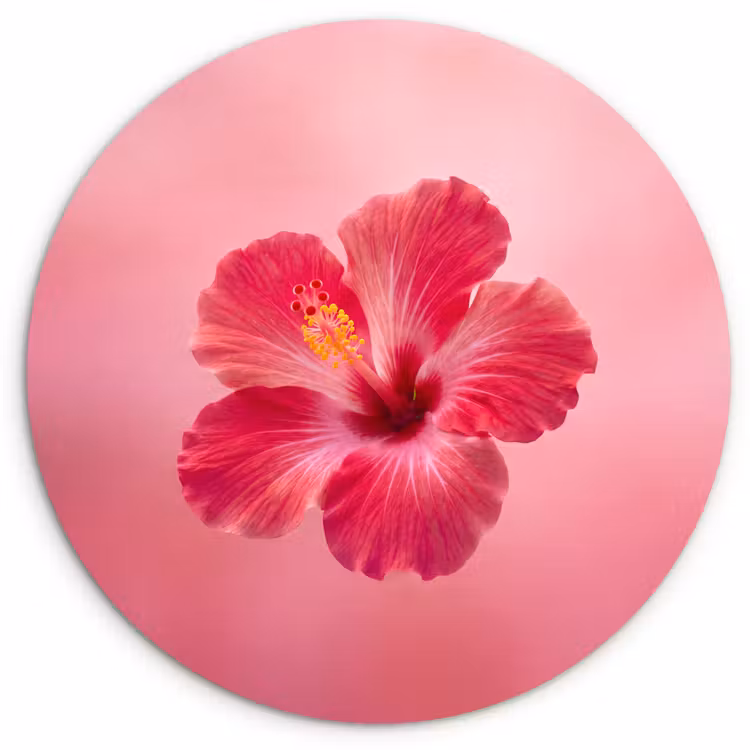 Wandcirkel - Glas - Rode bloem - Natuur — 1
