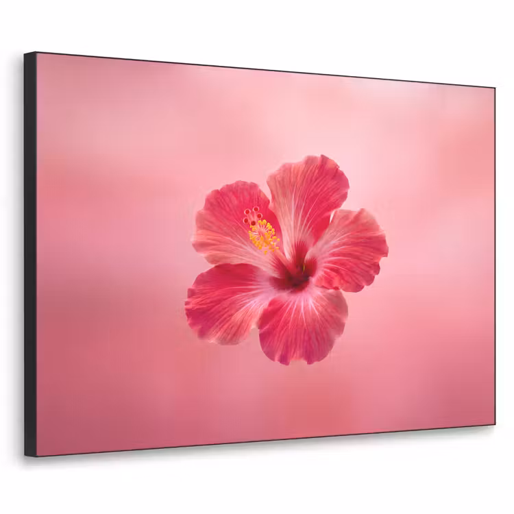 Art Frame - Rode bloem - Natuur — 1