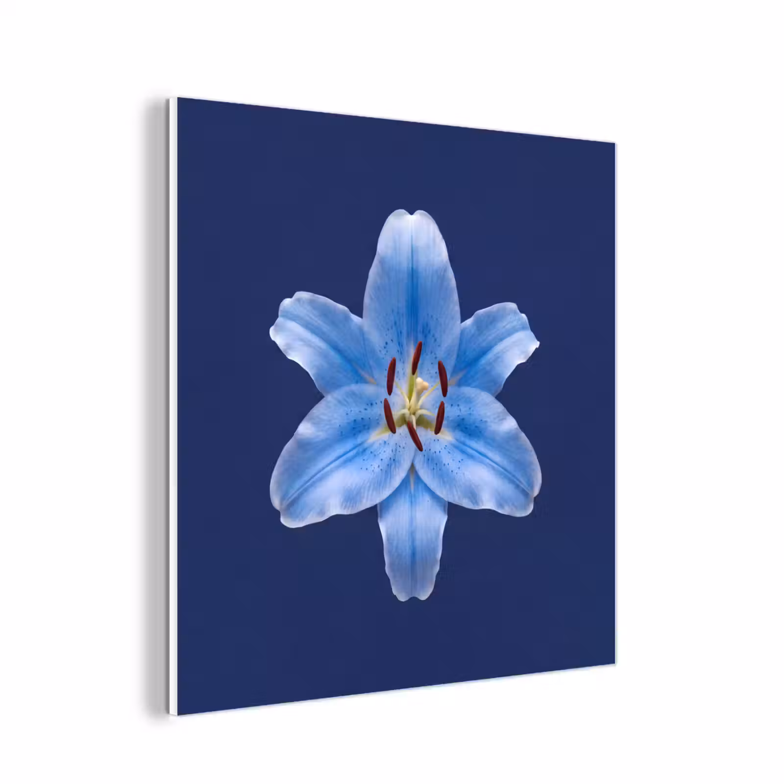 Forex - Blauwe lelie - Bloemen — 1
