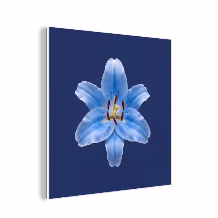 Forex - Blauwe lelie - Bloemen — 1