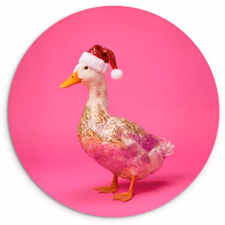 Wandcirkel - Glas - Vogel - Kerst - Roze