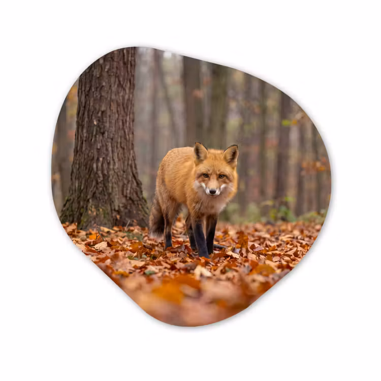 Organisch schilderij - Glas - Vos - Herfst - Bladeren — 1