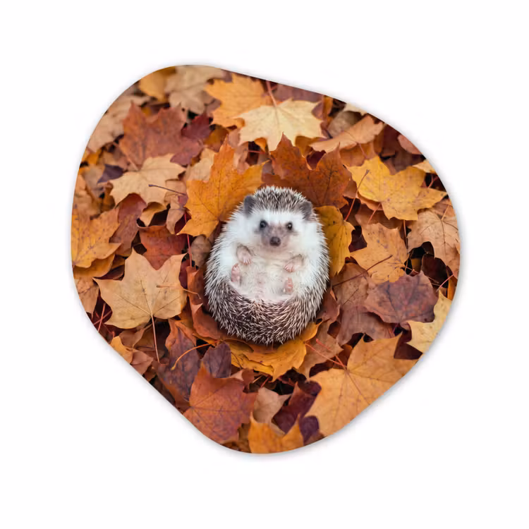 Organisch schilderij - Forex - Egel - Herfst - Dieren