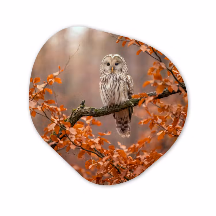 Organisch schilderij - Forex - Vogel - Boom - Herfst — 1
