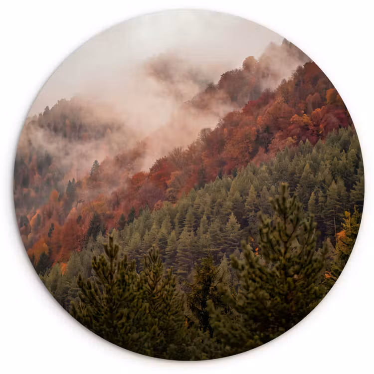 Wandcirkel - Glas - Bos - Mist - Natuur — 1