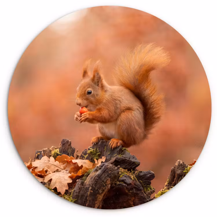 Wandcirkel - Glas - Eekhoorn - Besje - Herfst — 1