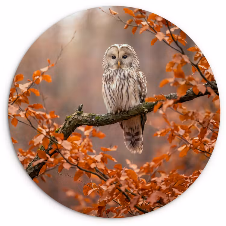 Wandcirkel - Glas - Vogel - Boom - Herfst — 1