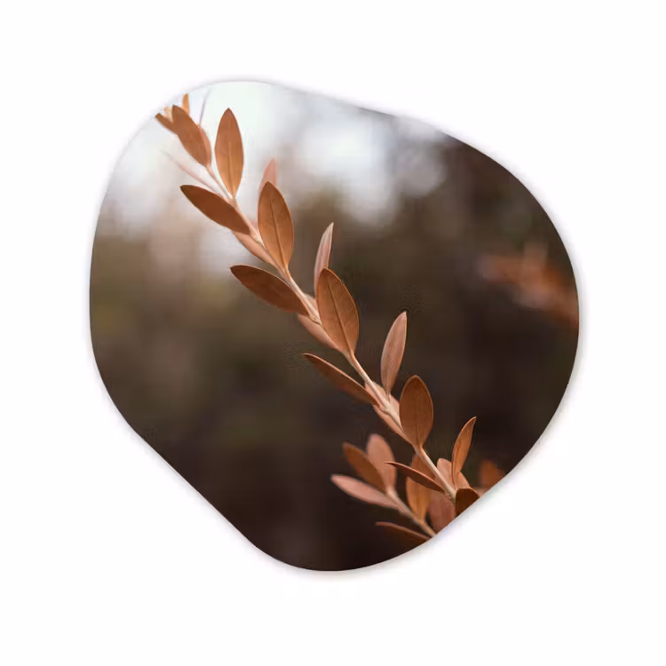 Organisch schilderij - Forex - Bladeren - Herfst - Natuur