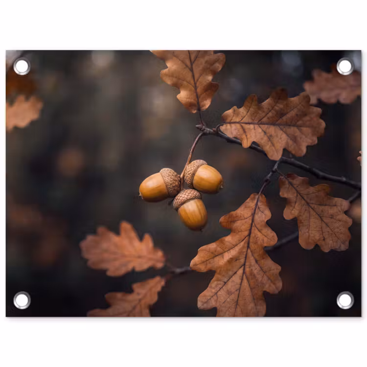 Tuinposter - Eikels - Bladeren - Natuur