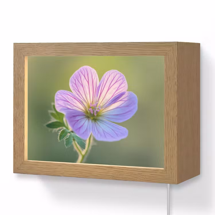 Lightbox - Wandlamp - Lila Bloem Close-up