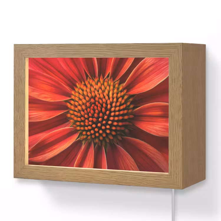 Lightbox - Wandlamp - Close up - Bloem- Rood — 1
